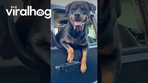 I Love My Rottweiler More Than I Love My Truck Paint || ViralHog