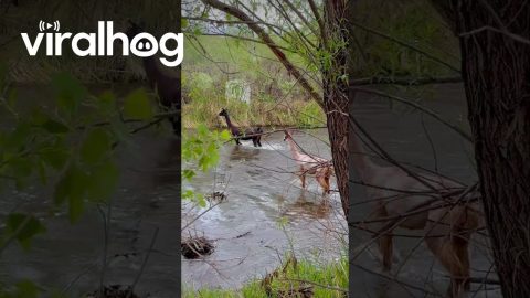 Llamas and Alpacas on the Trail Cross Over River || ViralHog