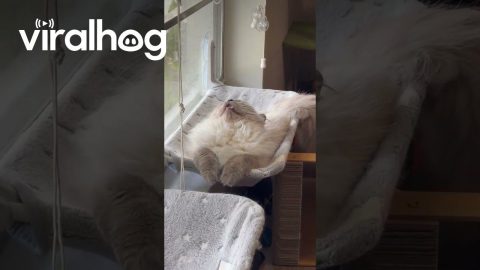 Cat Sleeps With His Mouth Open || ViralHog