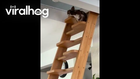 Chihuahua Climbs Steep Stairs || ViralHog