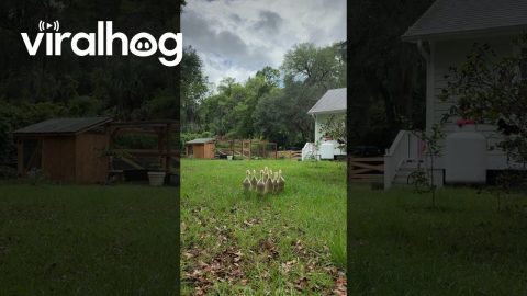 Indian Runner Ducklings Run to Mom's Voice || ViralHog