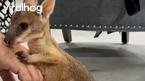 Cute Baby Wallaby || ViralHog