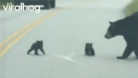 Tiny Bear Cubs Cross Street With Mom || ViralHog
