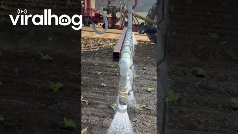 Salad's Satisfying First Shower in the Fields || ViralHog