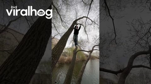 Man Falls Into Water When Swinging Branch Breaks || ViralHog