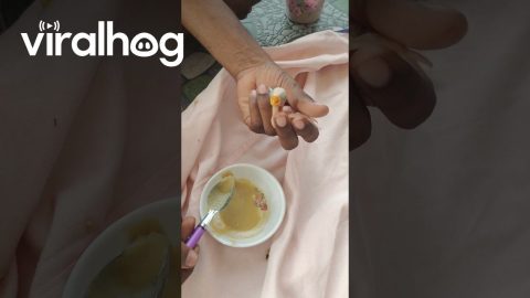Rescued Parrot Chick's First Meal || ViralHog