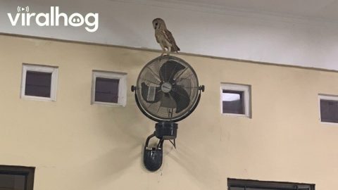 An Owl Flies Into a Classroom in Indonesia || ViralHog