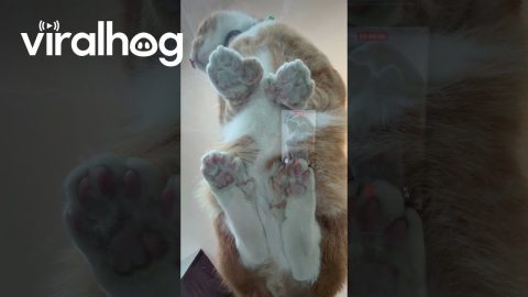 Kenny Has Extra Toe Beans || ViralHog
