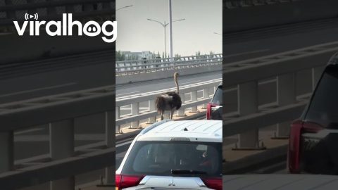 Ostrich Runs Along With Traffic || ViralHog