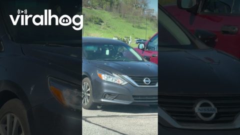Impatient Frenchie Sounds Horn in Parking Lot || ViralHog