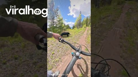 Dog Chases Black Bear Towards Mountain Biker || ViralHog