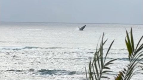 Humpback Whale Teaching Offspring How to Jump || ViralHog