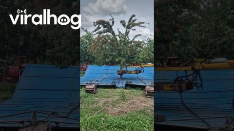 Mechanical Cherry Harvest Machine in Action || ViralHog