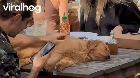Golden Retriever Puppy Takes a Picnic Table Nap || ViralHog