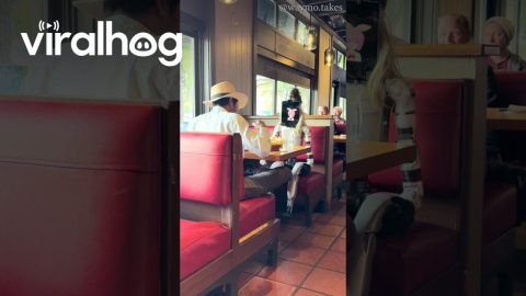 Man Brings Robot Date to Restaurant || ViralHog