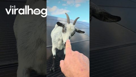 Silly Goat Tap Dancing on Solar Panels Won't Listen || ViralHog
