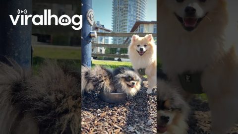 Dog Decides to Sit in Water Bowl || ViralHog
