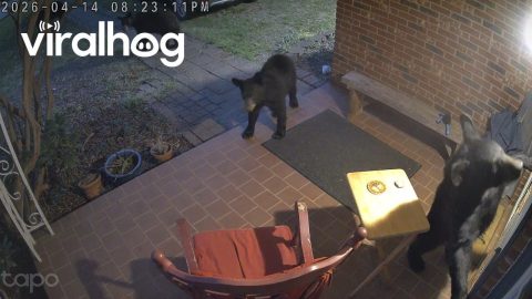Burglarizing Bears Thwarted by Doorbell || ViralHog