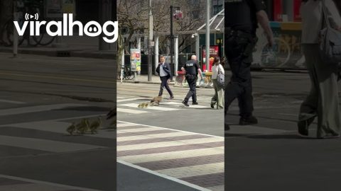 Police Escorting Geese Across a Busy Toronto Intersection || ViralHog