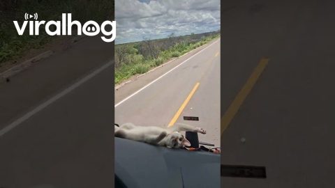 Cute Cat Rides on Truck Dashboard || ViralHog
