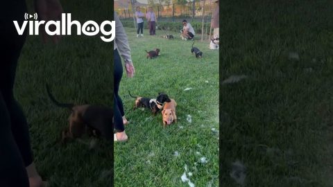 Dog Asks Dad For Uppies In Dog Park || ViralHog