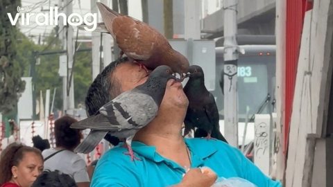 Man Invites Pigeons To Eat From His Mouth || ViralHog