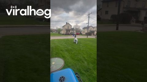 Uncle Greg Tries to Win a Race on Easter || ViralHog