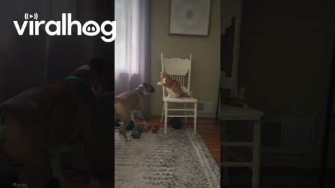 Dog and Cat Playing Around || ViralHog