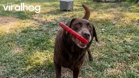 Dog Shows Off Insane Frisbee Tricks After Months of Fetch Practice || ViralHog