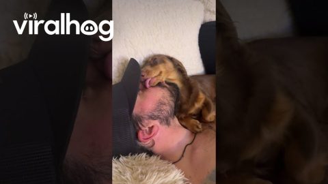 Mini Dachshund Loves Licking Dad's Face || ViralHog