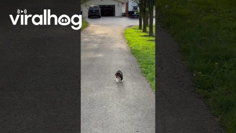 Basset Hound Puppy Runs Funny Down Driveway || ViralHog