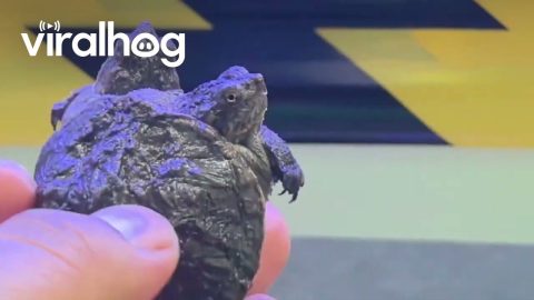 Rare Two-Headed Turtles Meet Through Glass || ViralHog