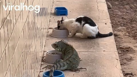Iguana Joins in on Cat Feeding Time || ViralHog