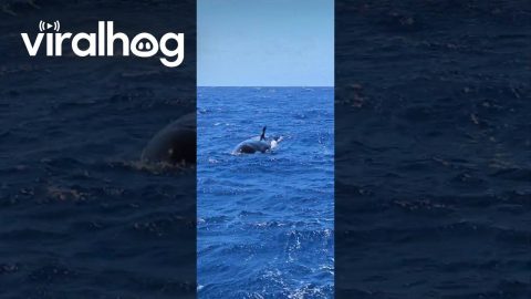 Splitfin Orca Surfaces Next to Expedition Boat || ViralHog