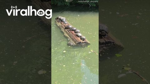 Turtle Throws Off Log Balance || ViralHog