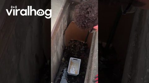 Rescuing Ducklings From a Storm Drain || ViralHog