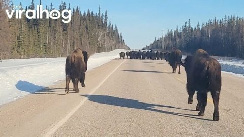 Bison Herd Hogging the Road || ViralHog