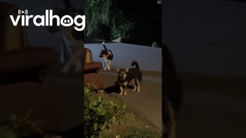 That's a Funny Bark || ViralHog