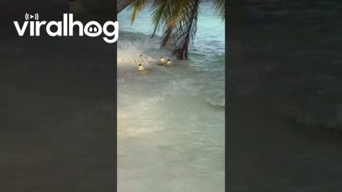 Sharks Hunting Small Fish in Shallow Water || ViralHog