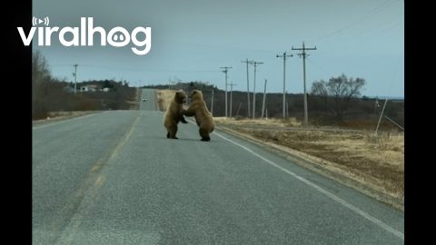 Two Bears Playfully Wrestle On Alaska Peninsula Highway || ViralHog