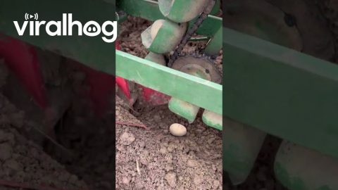 Satisfying Potato Planting || ViralHog