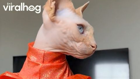 Pretty Sphynx Kitty on Display || ViralHog