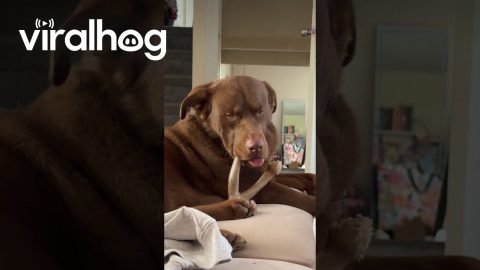 Cute Dog Falls Asleep With His Favorite Toy || ViralHog