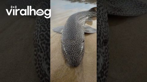 Leopard Catshark || ViralHog