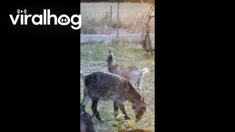 Goat and Willie Wagtail's Unexpected Friendship || ViralHog