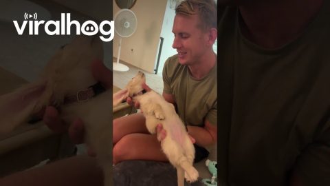A Puppy Sleeping in a Man's Hands || ViralHog