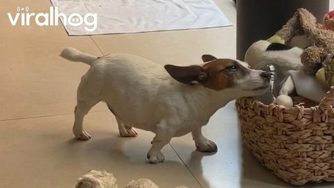 Miniature Jack Russell Creatively Scratches an Itch || ViralHog