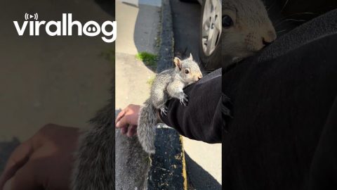 Friendly Squirrel Climbs on Me || ViralHog