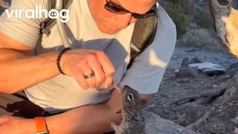 Hiker Shares Water With a Thirsty Squirrel || ViralHog