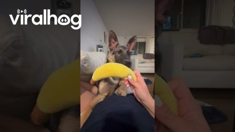 Puppy Chooses Hand Over Banana Toy || ViralHog